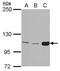 Hexokinase 3 antibody, PA5-28666, Invitrogen Antibodies, Western Blot image 