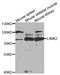 LIM Domain Kinase 2 antibody, TA332674, Origene, Western Blot image 