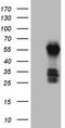 Family With Sequence Similarity 131 Member C antibody, TA810769, Origene, Western Blot image 