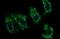 Cytochrome B-245 Chaperone 1 antibody, MA5-26302, Invitrogen Antibodies, Immunocytochemistry image 
