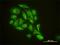 Glia Maturation Factor Beta antibody, H00002764-M01, Novus Biologicals, Immunofluorescence image 