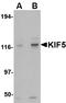 Kinesin Family Member 5A antibody, LS-B2714, Lifespan Biosciences, Western Blot image 
