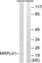 Mitochondrial Ribosomal Protein L41 antibody, LS-B12526, Lifespan Biosciences, Western Blot image 
