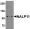 NLR Family Pyrin Domain Containing 11 antibody, orb95135, Biorbyt, Western Blot image 