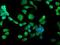 Signal Sequence Receptor Subunit 1 antibody, NBP2-01026, Novus Biologicals, Immunofluorescence image 