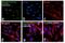 Heat shock 70 kDa protein 1A/1B antibody, PA5-28369, Invitrogen Antibodies, Immunofluorescence image 