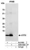 ATP synthase subunit e, mitochondrial antibody, A305-534A, Bethyl Labs, Immunoprecipitation image 
