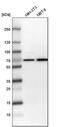 p68 antibody, PA5-56165, Invitrogen Antibodies, Western Blot image 