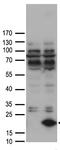 Fatty acid-binding protein 12 antibody, TA890063S, Origene, Western Blot image 