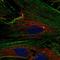 Neuronal Pentraxin 2 antibody, HPA058320, Atlas Antibodies, Immunocytochemistry image 