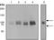Phosphatidylinositol-4-phosphate 5-kinase type-1 gamma antibody, TA307118, Origene, Western Blot image 