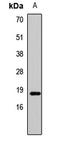 Histone Cluster 3 H3 antibody, LS-C668834, Lifespan Biosciences, Western Blot image 