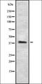 Lysophosphatidic acid receptor 6 antibody, orb336445, Biorbyt, Western Blot image 