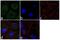 Aldehyde Dehydrogenase 1 Family Member L1 antibody, 702573, Invitrogen Antibodies, Immunofluorescence image 