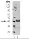 Septin 5 antibody, orb88615, Biorbyt, Western Blot image 