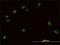 PBX1 antibody, H00005087-M01, Novus Biologicals, Immunocytochemistry image 