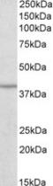 Isocitrate Dehydrogenase (NAD(+)) 3 Beta antibody, MBS422679, MyBioSource, Western Blot image 