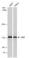 Cohesin subunit SA-2 antibody, GTX632129, GeneTex, Western Blot image 