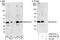 U2 Small Nuclear RNA Auxiliary Factor 1 antibody, A302-079A, Bethyl Labs, Western Blot image 