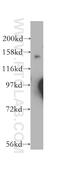 Cyclin G Associated Kinase antibody, 12147-1-AP, Proteintech Group, Western Blot image 