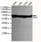 X-Ray Repair Cross Complementing 6 antibody, MBS475152, MyBioSource, Western Blot image 