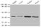 3-Hydroxybutyrate Dehydrogenase 1 antibody, CSB-PA002648LA01HU, Cusabio, Western Blot image 