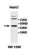 Zinc Finger Protein 260 antibody, orb78025, Biorbyt, Western Blot image 