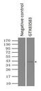SDH antibody, GTX83583, GeneTex, Immunoprecipitation image 