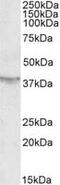 Sirtuin 4 antibody, MBS420605, MyBioSource, Western Blot image 