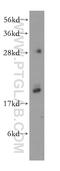 Myosin RLC antibody, 15354-1-AP, Proteintech Group, Western Blot image 