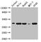 HLA-B protein antibody, CSB-PA15089A0Rb, Cusabio, Western Blot image 