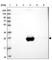 Apolipoprotein A1 antibody, HPA046715, Atlas Antibodies, Western Blot image 