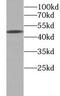 Natural Cytotoxicity Triggering Receptor 1 antibody, FNab10472, FineTest, Western Blot image 