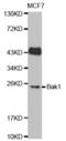 BAK1 antibody, abx000593, Abbexa, Western Blot image 