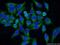 DnaJ homolog subfamily C member 10 antibody, 13101-1-AP, Proteintech Group, Immunofluorescence image 