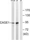 Cancer Antigen 1 antibody, abx014299, Abbexa, Western Blot image 