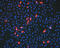 Influenza A virus antibody, BPD-HYB-156-01-1, Enzo Life Sciences, Immunofluorescence image 