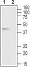 Free Fatty Acid Receptor 2 antibody, GTX00816, GeneTex, Western Blot image 