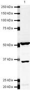 ELAV Like RNA Binding Protein 1 antibody, PA5-19558, Invitrogen Antibodies, Western Blot image 