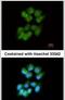 Src-like-adapter antibody, PA5-22356, Invitrogen Antibodies, Immunofluorescence image 
