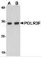 RNA Polymerase III Subunit F antibody, 4727, ProSci, Western Blot image 