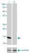 DNA-binding protein inhibitor ID-3 antibody, H00003399-M01, Novus Biologicals, Western Blot image 