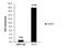 Methylcytosine dioxygenase TET2 antibody, PA5-78514, Invitrogen Antibodies, Chromatin Immunoprecipitation image 