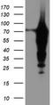 Epsin 2 antibody, TA504297S, Origene, Western Blot image 