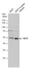 Notchless Homolog 1 antibody, GTX116568, GeneTex, Western Blot image 