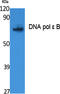 DNA Polymerase Epsilon 2, Accessory Subunit antibody, STJ96430, St John