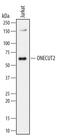 One Cut Homeobox 2 antibody, MA5-24275, Invitrogen Antibodies, Western Blot image 