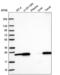 Nurim antibody, NBP2-56443, Novus Biologicals, Western Blot image 