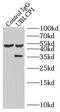 Ubiquitin Like Domain Containing CTD Phosphatase 1 antibody, FNab09201, FineTest, Immunoprecipitation image 