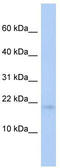 Rieske Fe-S Domain Containing antibody, TA330957, Origene, Western Blot image 